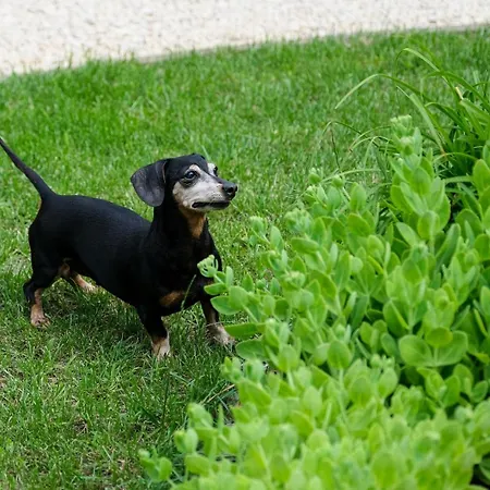 شقة 4 Evszak غيولا